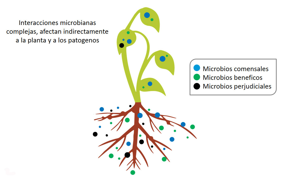 Plant with Microbes